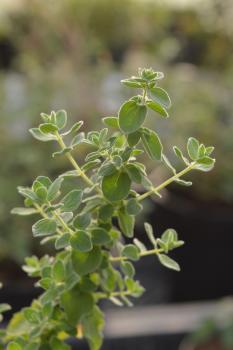 Oregano, Kreta- (Pflanze)